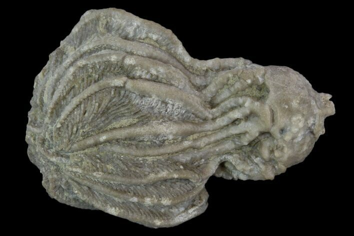 Fossil Crinoid (Platycrinites) Crown - Huntsville, Alabama #118961